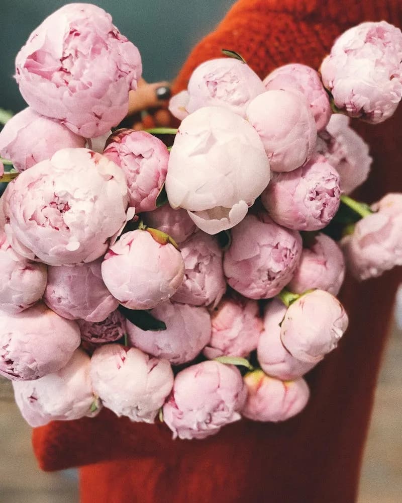 Peonías en Caja — flores de lujo en presentación especial